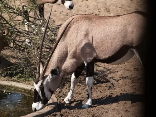 Nice Gemsbok Taking An Afternoon Drink